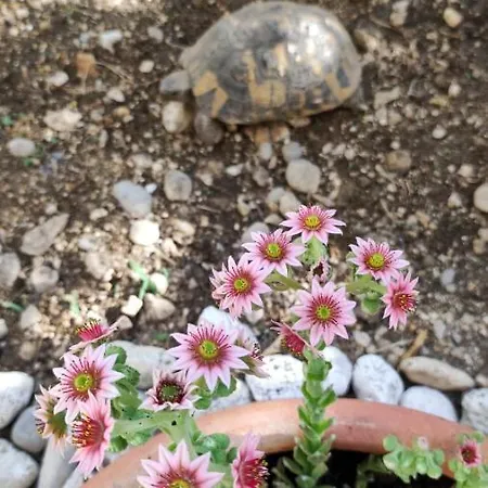 Lägenhet Garden Family Makarska